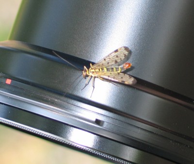common scorpionfly